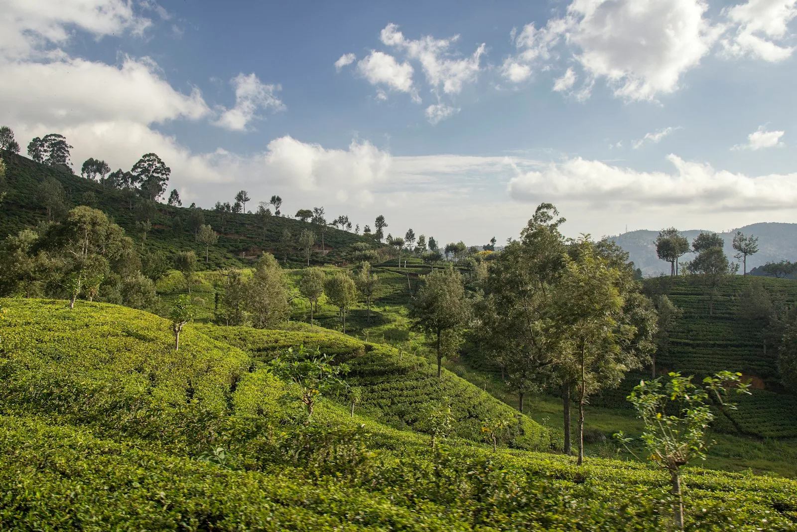 Food & Local Life experience in Sri Lanka