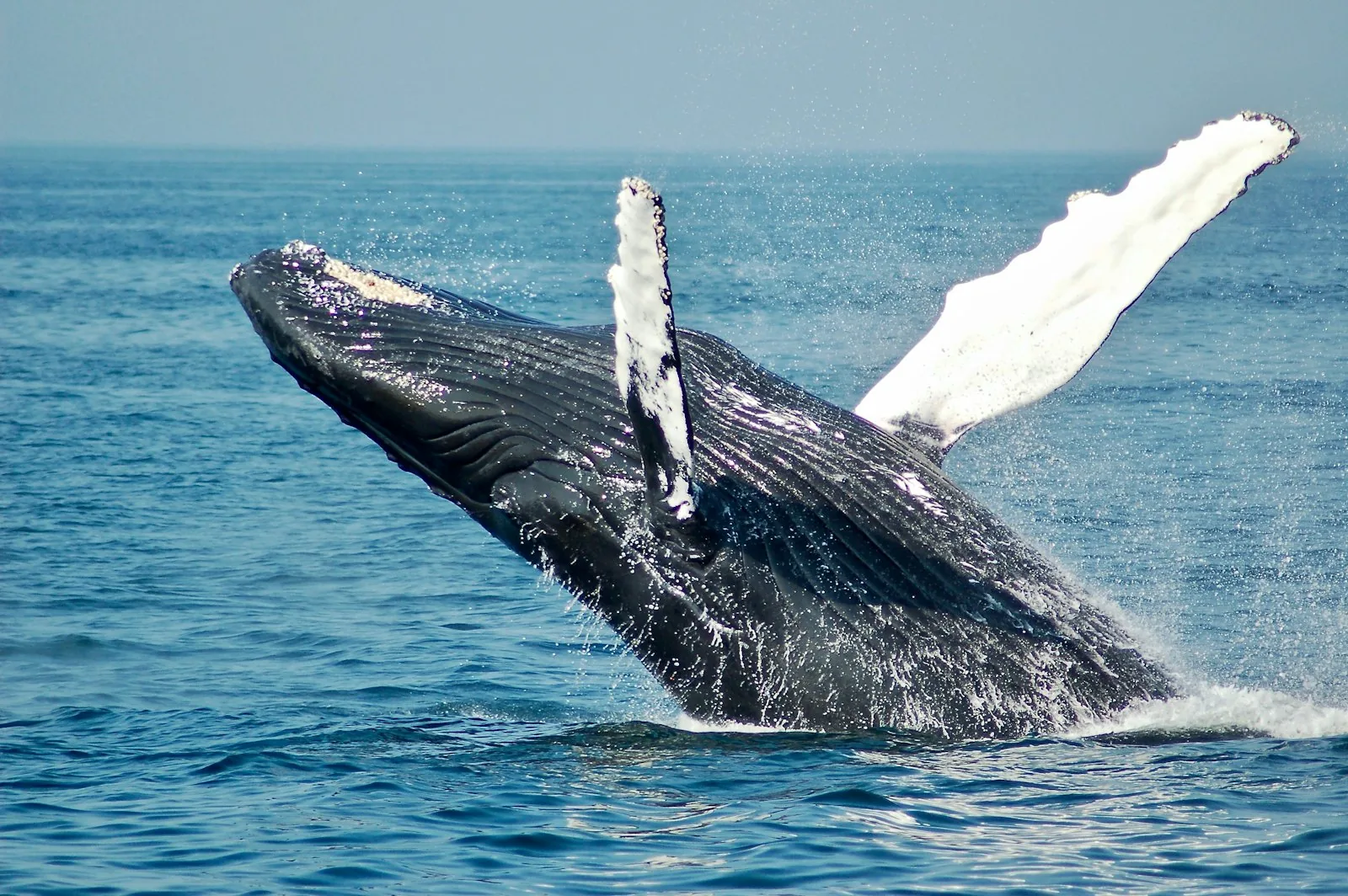 Beaches & Slow Travel experience in Sri Lanka
